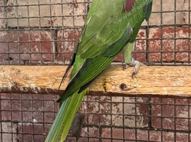 Male alexandrine