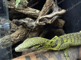 1.1 yellow tree monitor pair