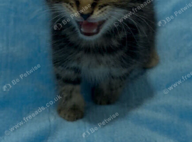 3 Beautiful Tabby Kittens & 1 Black Kitten Available (Ready in 3 Weeks)