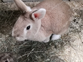 2 female bonded rabbits
