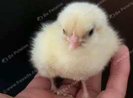 La Bresse Gauloise chicks available 4 days old