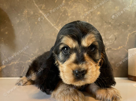 KC registered Show Cocker Spaniels