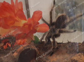 Curly Haired Tarantula