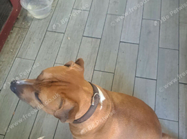 Re home are dog