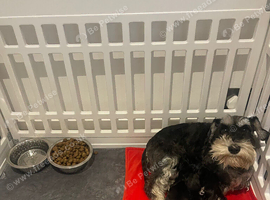 Beautiful miniature schnauzers for sale