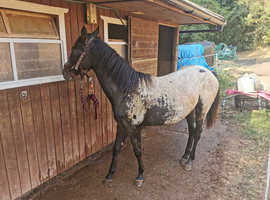 Filly apploosa for sale
