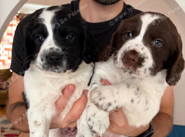 2 Male Sprocker Spaniel puppies for sale