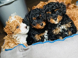 Cavapoo Puppies forsale Ready to leave 22 May 2026