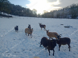 Pedigree registered Soay conservation grazers