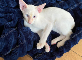 Siamese kittens