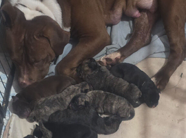 Presa canario x American p bully pups