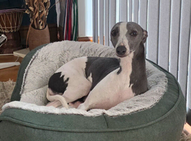 Kc reg whippet girl
