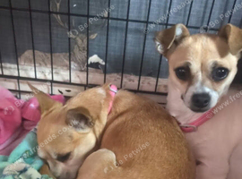 Chihuahua for rehoming