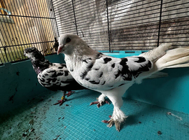 Mixed pigeons for sale