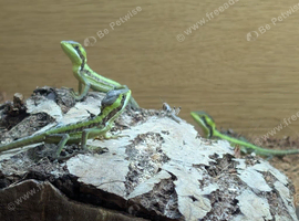 Casquehead iguana babies