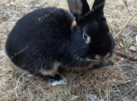 5 months old Netherlands dwarf rabbit