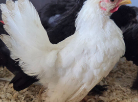 2 x Serama Roosters
