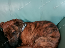 Whippet X dark brindle girl