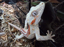 Red Stripe Gargoyle Gecko & Bioactive Setup