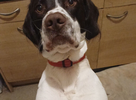 Black/White Springerdor