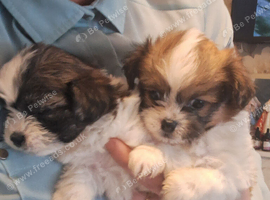 Shit-tzu puppies, miniature, &pound;700 each