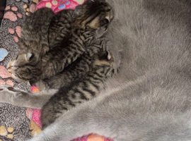 5 British  Shorhair x Maine coon kittens