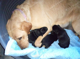 3 Labrador puppys