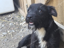 Patterjack