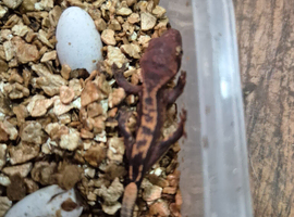 Lilly white and red crested geckos