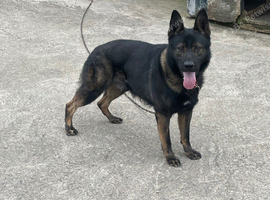 Handsome Kc registered German shepherd