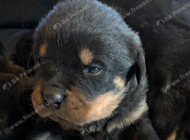 Rottweiler puppies