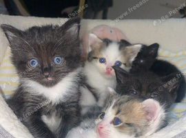 Rag doll X tabby kittens