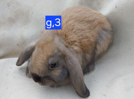 1 females mini lops for sale