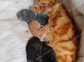 Kittens for sale