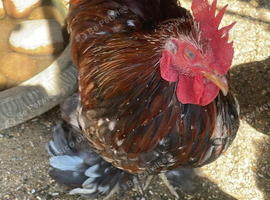 Two male bantams