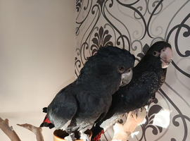 Red tail Black cockatoo