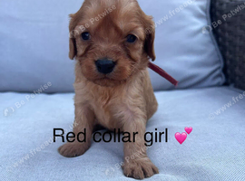 Health tested cavapoos