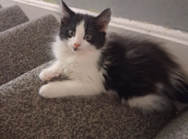 kittens for sale