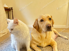 MOM 262 DNA CLEAR / Gorgeous fox red and yellow lab