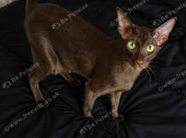 Chocolate Oriental