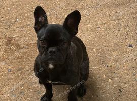 female french bulldog