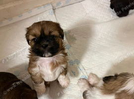 Shih Tzu