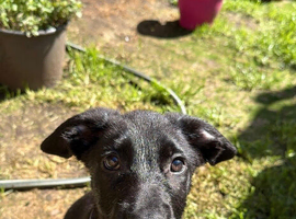 13 week old Belgian Malinois x German shepherd