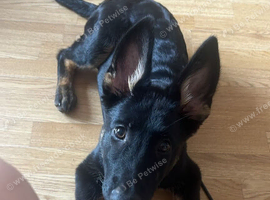 Female German shepherd 17 weeks