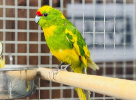 Kakariki parrot