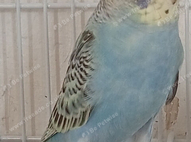 Budgie chicks