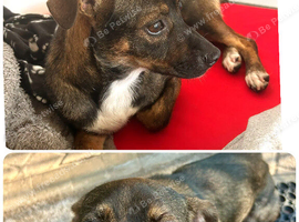 Star for Adoption