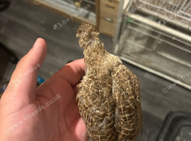 Gora teetar splayed leg