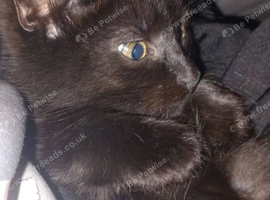 Main coon cross kittens black blue