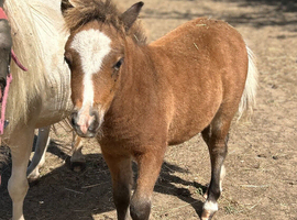 Refined Pure Falabella Colt